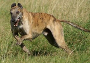 800px-Greyhound_running_brindle