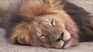 cecil-the-lion